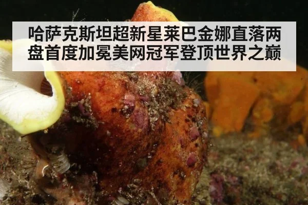哈萨克斯坦超新星莱巴金娜直落两盘首度加冕美网冠军登顶世界之巅